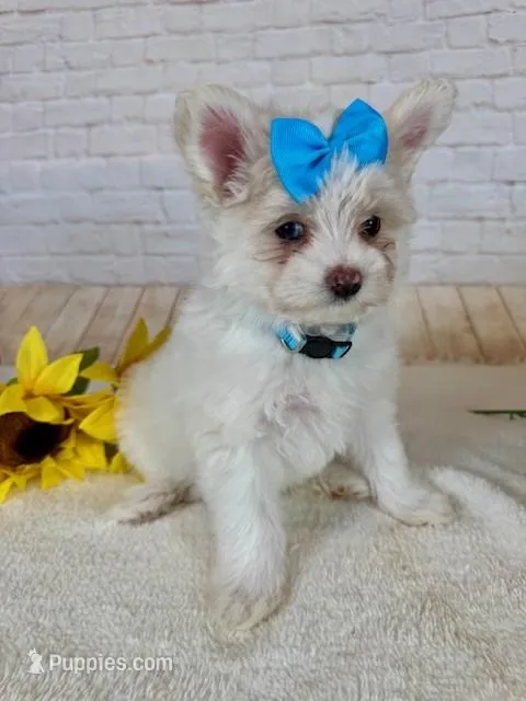 Maltipom Female – Maltese, Pomeranian puppy for sale in Cottontown, TN