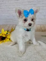 Maltipom Female, a female Maltese and Pomeranian for sale in Cottontown, TN – 1 of 2
