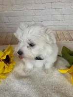 Maltese Male, a male Maltese for sale in Cottontown, TN – 1 of 2