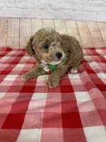CKC Toy Poodle, a male Poodle - Toy  for sale in Cottontown, TN – 3 of 3