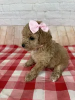 CKC Toy Poodle, a female Poodle - Toy  for sale in Cottontown, TN – 2 of 3