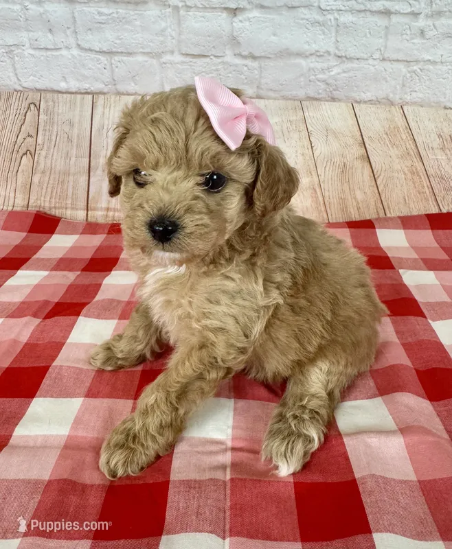 CKC Toy Poodle – Poodle - Toy  puppy for sale in Cottontown, TN