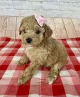 CKC Toy Poodle, a female Poodle - Toy  for sale in Cottontown, TN – 1 of 3