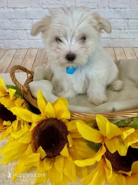 Maltese Male – Maltese puppy for sale in Cottontown, TN