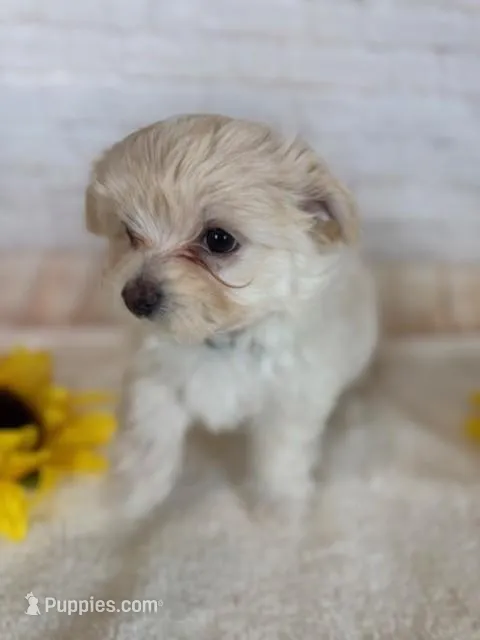 Maltipom Female – Maltese, Pomeranian puppy for sale in Cottontown, TN