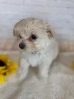 Maltipom Female, a female Maltese and Pomeranian for sale in Cottontown, TN – 1 of 2