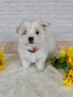 Maltese Male, a male Maltese for sale in Cottontown, TN – 1 of 2