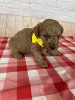 CKC Toy Poodle, a female Poodle - Toy  for sale in Cottontown, TN – 3 of 3
