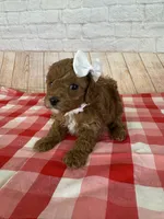 CKC Toy Poodle, a female Poodle - Toy  for sale in Cottontown, TN – 3 of 3