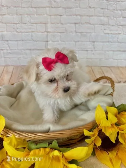 Maltese Female – Maltese puppy for sale in Cottontown, TN