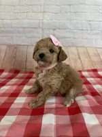 CKC Toy Poodle, a female Poodle - Toy  for sale in Cottontown, TN – 3 of 3