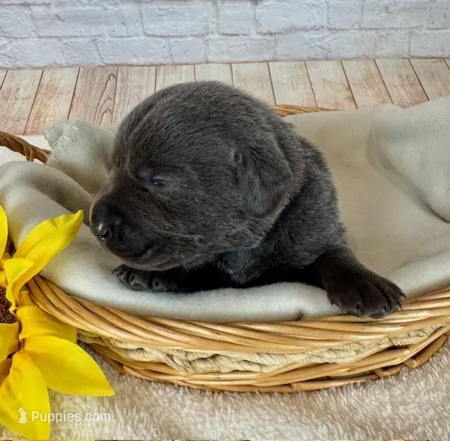 Labrador Male – Labrador Retriever puppy for sale in Cottontown, TN