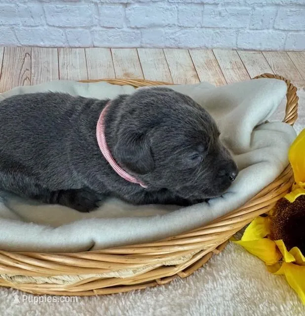 Labrador Female – Labrador Retriever puppy for sale in Cottontown, TN