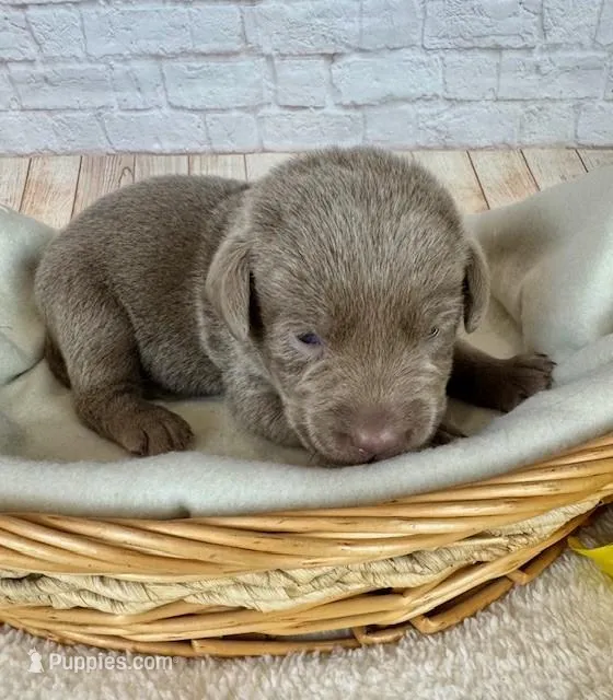 Labrador Male – Labrador Retriever puppy for sale in Cottontown, TN