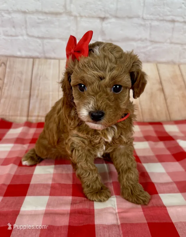 CKC Toy Poodle – Poodle - Toy  puppy for sale in Cottontown, TN