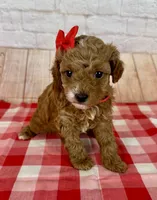 CKC Toy Poodle, a female Poodle - Toy  for sale in Cottontown, TN – 1 of 3