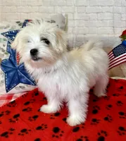 Maltese Male, a male Maltese for sale in Cottontown, TN – 2 of 2
