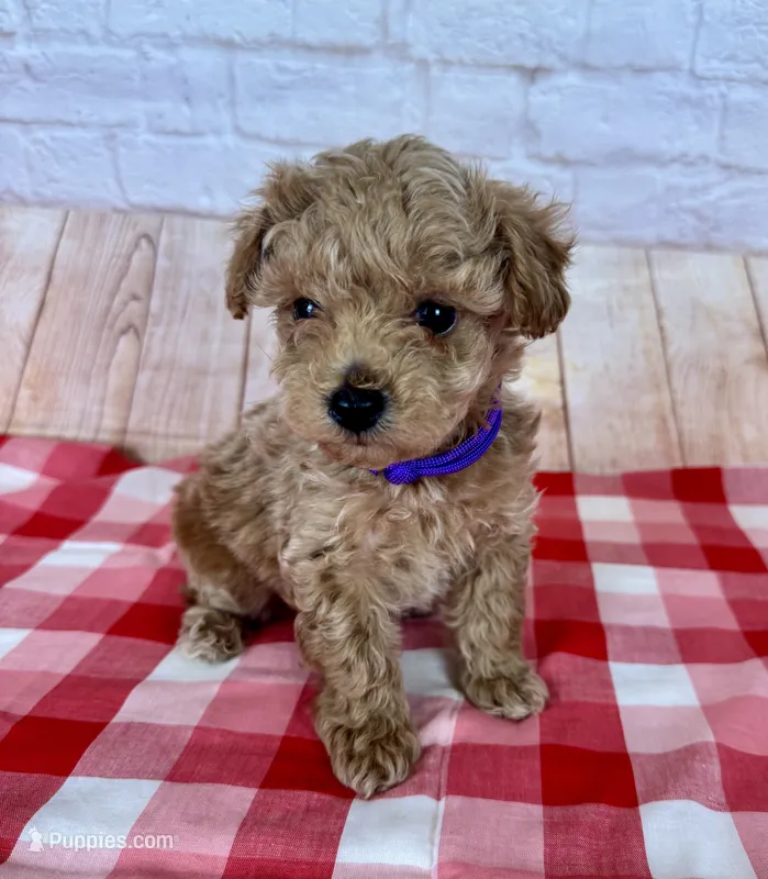 CKC Toy Poodle – Poodle - Toy  puppy for sale in Cottontown, TN