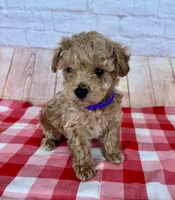 CKC Toy Poodle, a male Poodle - Toy  for sale in Cottontown, TN – 1 of 2