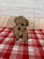 CKC Toy Poodle, a male Poodle - Toy  for sale in Cottontown, TN – 2 of 2