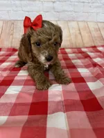 CKC Toy Poodle, a female Poodle - Toy  for sale in Cottontown, TN – 3 of 3