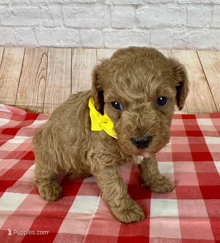 CKC Toy Poodle – Poodle - Toy  puppy for sale in Cottontown, TN