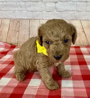 CKC Toy Poodle, a female Poodle - Toy  for sale in Cottontown, TN – 1 of 3