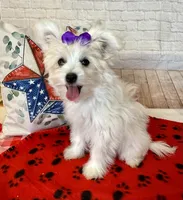 Maltipom Female, a female Maltese and Pomeranian for sale in Cottontown, TN – 2 of 2