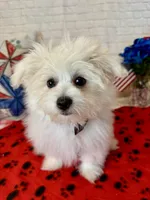 Maltipom Male, a female Maltese and Pomeranian for sale in Cottontown, TN – 2 of 2