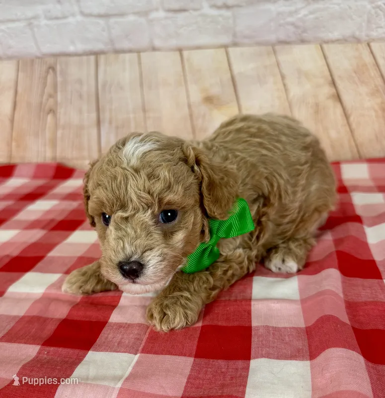 CKC Toy Poodle – Poodle - Toy  puppy for sale in Cottontown, TN