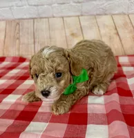 CKC Toy Poodle, a male Poodle - Toy  for sale in Cottontown, TN – 1 of 3