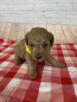 CKC Toy Poodle, a female Poodle - Toy  for sale in Cottontown, TN – 2 of 3