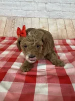 CKC Toy Poodle, a female Poodle - Toy  for sale in Cottontown, TN – 2 of 3