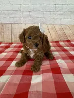 CKC Toy Poodle, a female Poodle - Toy  for sale in Cottontown, TN – 2 of 3