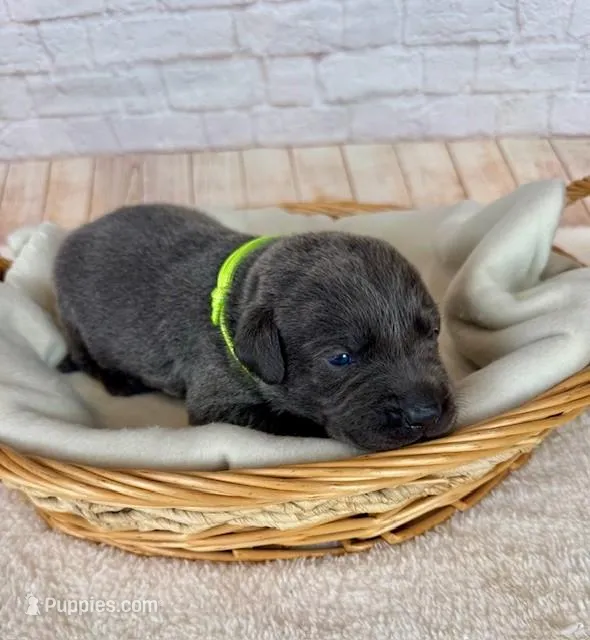 Labrador Male – Labrador Retriever puppy for sale in Cottontown, TN