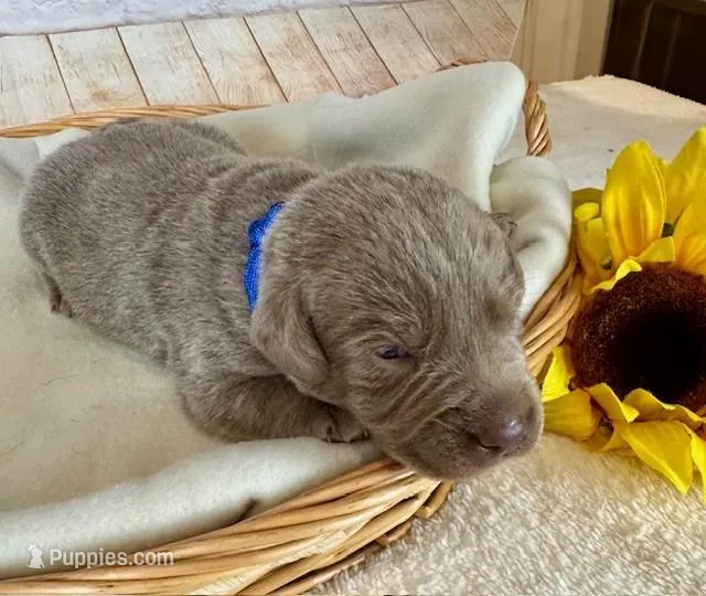 Labrador Male – Labrador Retriever puppy for sale in Cottontown, TN