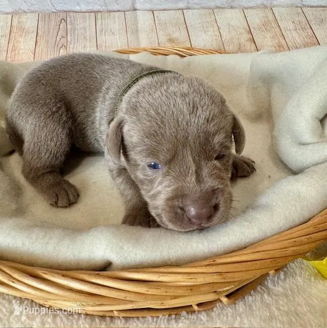 Labrador Male – Labrador Retriever puppy for sale in Cottontown, TN