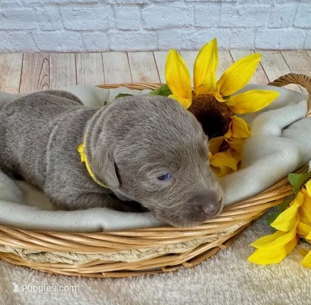 Labrador Female – Labrador Retriever puppy for sale in Cottontown, TN