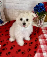 Maltipom Female, a female Maltese and Pomeranian for sale in Cottontown, TN – 2 of 2