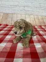 CKC Toy Poodle, a male Poodle - Toy  for sale in Cottontown, TN – 2 of 3
