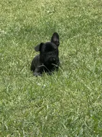 Milo 🐾, a male French Bulldog for sale in Mesquite, TX – 2 of 3