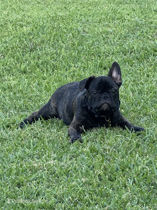 Milo 🐾 – French Bulldog puppy for sale in Mesquite, TX