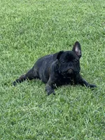 Milo 🐾, a male French Bulldog for sale in Mesquite, TX – 1 of 3