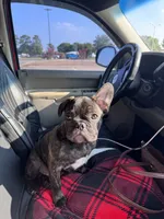 Milo 🐾, a male French Bulldog for sale in Mesquite, TX – 3 of 3