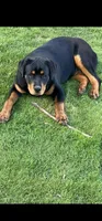 Lucy, a female Rottweiler for sale in Prairie du Chien, WI – 3 of 4