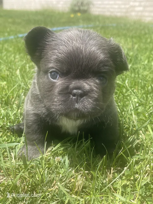 Haley – French Bulldog puppy for sale in Prairie du Chien, WI