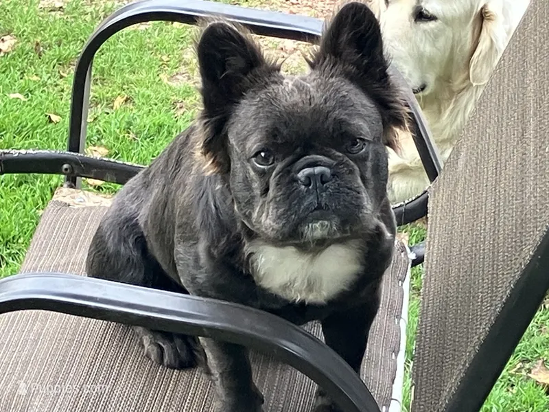 Stella – French Bulldog puppy for sale in Prairie du Chien, WI