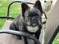 Stella, a female French Bulldog for sale in Prairie du Chien, WI – 1 of 5