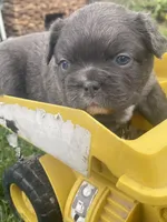 Milo, a male French Bulldog for sale in Prairie du Chien, WI – 3 of 4