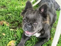 Stella, a female French Bulldog for sale in Prairie du Chien, WI – 5 of 5